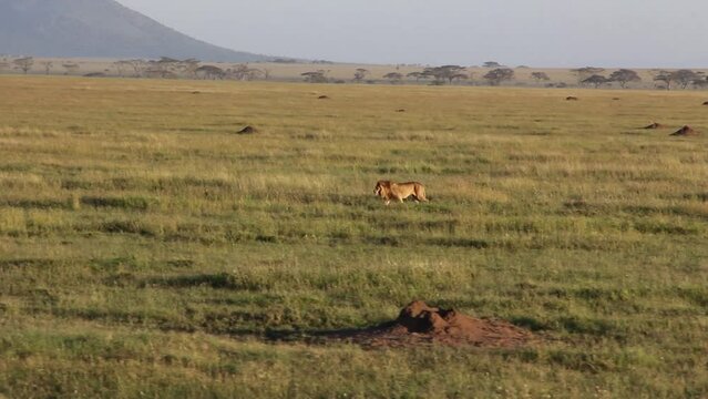 Male lion walking in grassy plain from balloon
