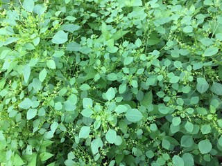 weeds that grow in the yard