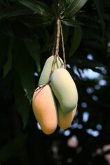 Mahachanok Mango on tree in the orchard.