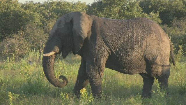 Elephant grazing after mudbath