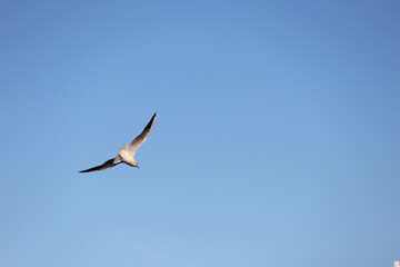 seagull flying on the blue sky