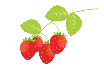 Strawberry fruit. Strawberry fruit vector. Illustration of red fruits from tropical plants