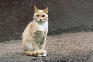 Portrait of a sitting cat. - 535709313