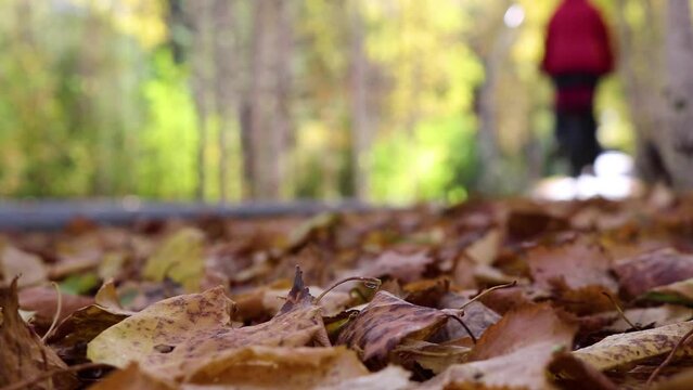 Defocused video - focus on the fallen autumn leaves in the park, a bicycle passed through the foliage. Low angle shooting.