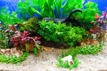 Underwater landscape nature forest style aquarium tank with a variety of aquatic plants, stones and herb decorations. © dsom