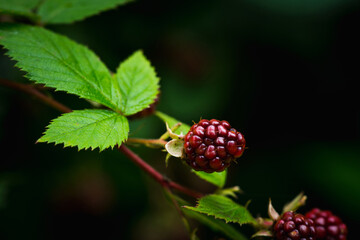 Unripe red blackberry growing in the garden. Selective focus.
