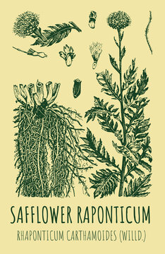 Vector drawings of SAFFLOWER RAPONTICUM . Hand drawn illustration. Latin name Rhaponticum carthamoides.
