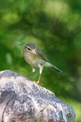 Icterine warbler (Hippolais icterina) sitting on a rock in spring.