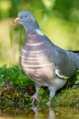 Common wood pigeon (Columba palumbus) sitting at a pond in spring.