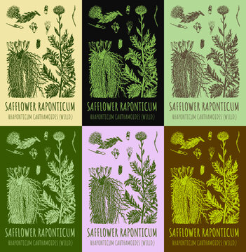 Set of vector drawings of SAFFLOWER RAPONTICUM  in different colors. Hand drawn illustration. Latin name Rhaponticum carthamoides.
