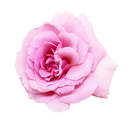 Pink rose isolated with path.