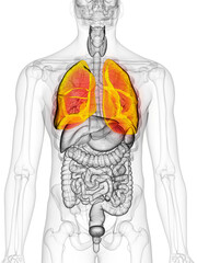 3d rendered, medically accurate illustration of the lung