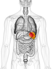 3d rendered, medically accurate illustration of the spleen - obrazy, fototapety, plakaty