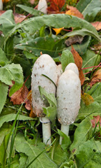 Coprinus comatus, shaggy ink cap