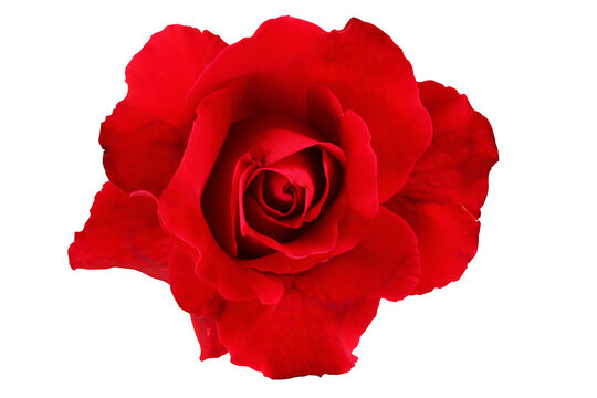 Red rose isolated with clipping path.