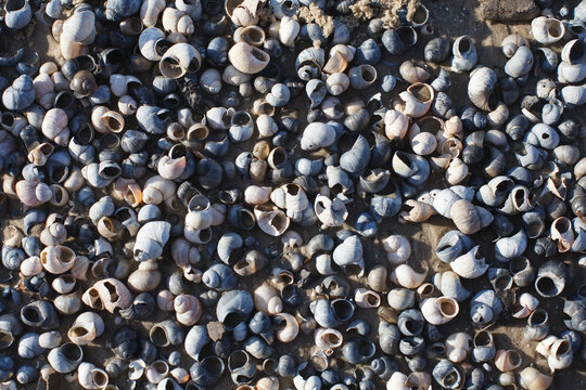 shells, rivershells on the sandy bank of the Don River. Rostov-on-Don, Russia