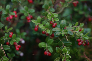 Cranberry bush, many red berries