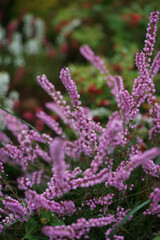 Flowerbed with lush beautiful heather