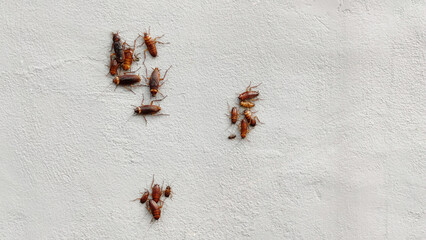 Group of cockroaches on plaster wall.