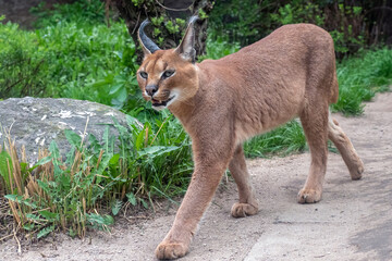 Portrait desert cats Caracal (Caracal caracal) or African lynx with long tufted ears