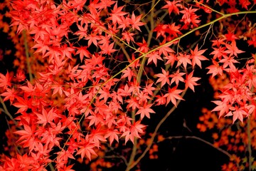 真っ赤なもみじ