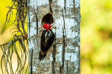 Pale billed Wood pecker Punta Leona Costa Rica 