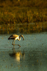 Flamingo in  Aiguamolls Girona