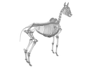 3d rendered medically accurate illustration of the horse skeleton