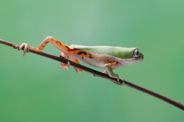 Phyllomedusa hypochondrialis climbing on branch, Northern orange-legged leaf frog or tiger-legged monkey frog closeup  