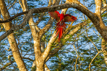 Scarlet Macaw Costa Rica