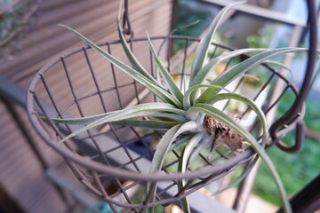 エアープランツ