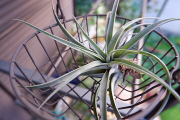 エアープランツ