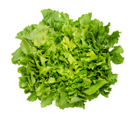 Broad leaved endive, escarole, isolated from above, on white background. Fresh Cichorium endivia var latifolia. Leaf vegetable and cultivar with broad, green leaves and a slightly bitter taste. - obrazy, fototapety, plakaty