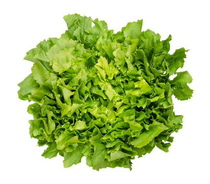Broad leaved endive, escarole, isolated from above, on white background. Fresh Cichorium endivia var latifolia. Leaf vegetable and cultivar with broad, green leaves and a slightly bitter taste.