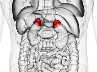 3d rendered medically accurate illustration of the adrenal gland