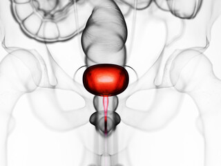3d rendered medically accurate illustration of the urinary bladder