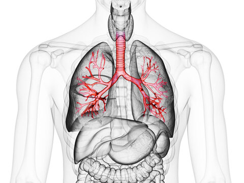 3d rendered medically accurate illustration of the bronchi