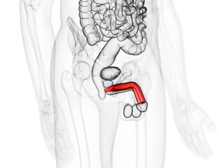 3d rendered medically accurate illustration of the corpus cavernosum