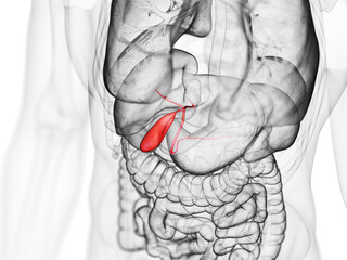 3d rendered medically accurate illustration of the gallbladder
