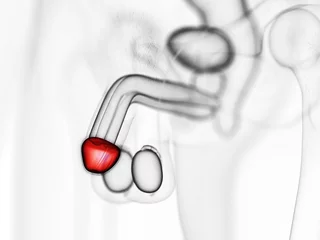 Fotobehang 3d rendered medically accurate illustration of the glans penis © Sebastian Kaulitzki