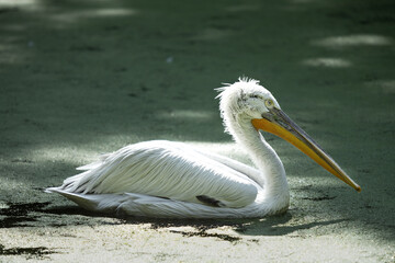 Portrait of a pelican swimming in pond