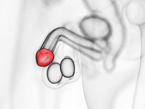 3d rendered medically accurate illustration of the glans penis