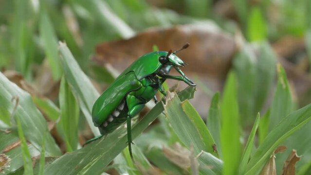 Close Up Of Green Beetle Crawling On The Grass In The Forest Ground - Australian Beetle.