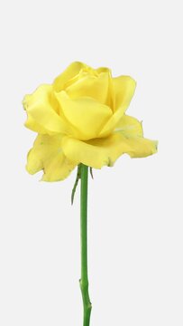 Time lapse of dying yellow April rose isolated on white background, vertical orientation