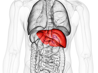 3d rendered medically accurate illustration of the liver