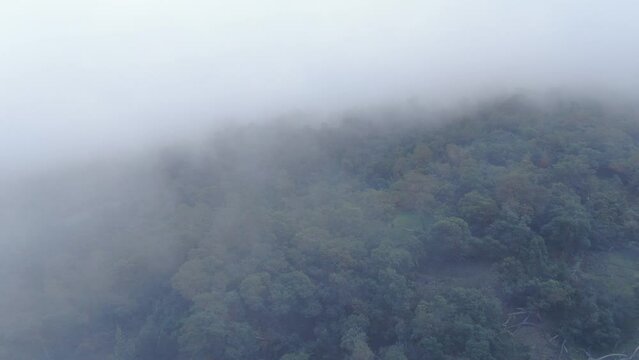 Coastal fog rolling through the Kula Forest in Polipoli, Maui. Aerial 4K.