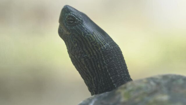 Critically endangered species, extreme close up shot of a Chinese stripe necked turtle, mauremys sinensis against blurred background capturing the details of its neck.