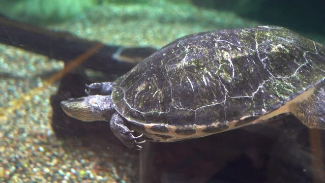 Freshwater turtle, Chinese stripe necked turtle, mauremys sinensis swimming under the water, webbed feet with claws, close up shot of a critically endangered species.