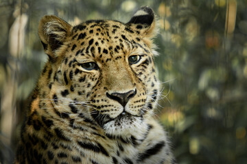 Fototapeta na wymiar Closeup of leopard head looking at the camera