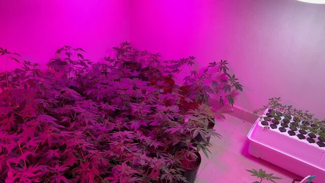 4k Video of a room filled with cannabis indoor cannabis plants growing under purple LED lights. In one corner a small hydroponics set up and camera pans left showing the many plants.